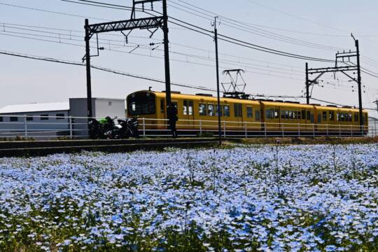 ネモフィラが見ごろ!　黄色の電車とのコラボも魅力　