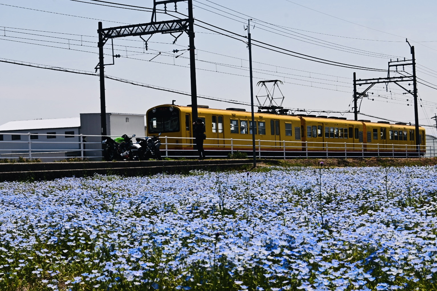 ネモフィラが見ごろ!　黄色の電車とのコラボも魅力　