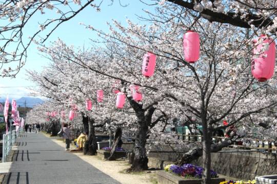 四日市も桜が見ごろに、陽気に誘われ散策、入学式も彩ってくれそう