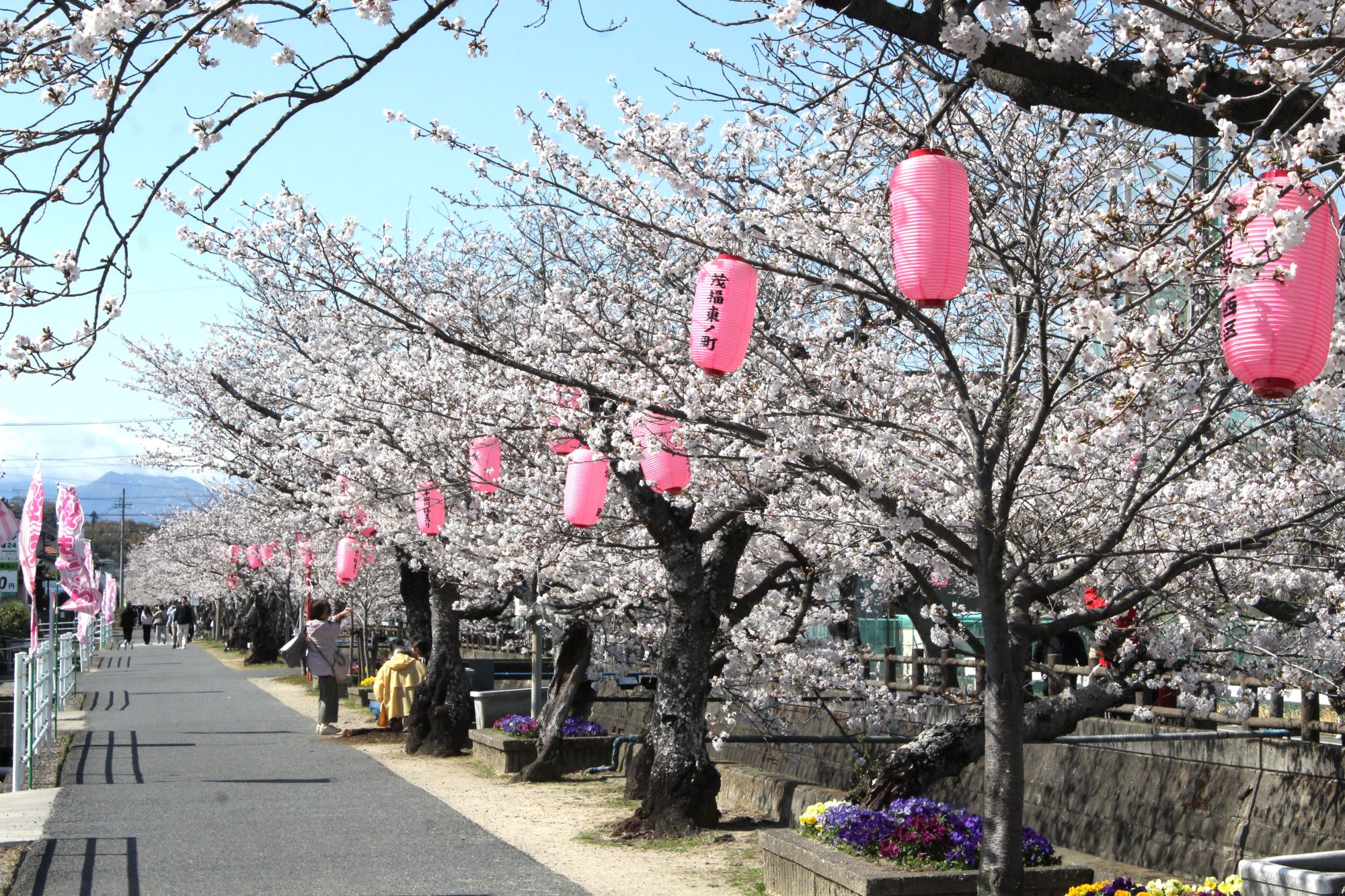 四日市も桜が見ごろに、陽気に誘われ散策、入学式も彩ってくれそう