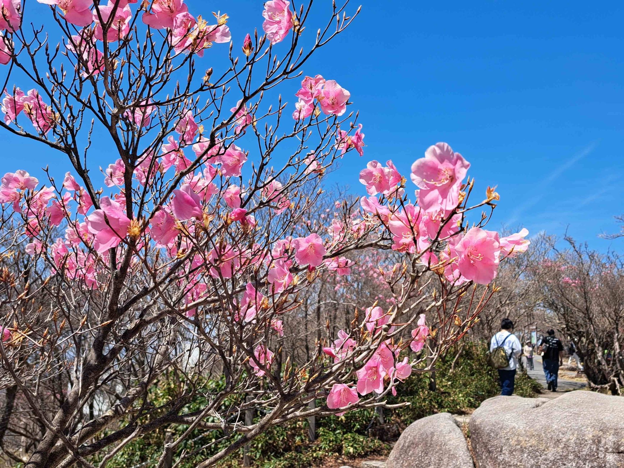 御在所岳のアカヤシオが見ごろ、山上公園などで5月上旬まで楽しめそう