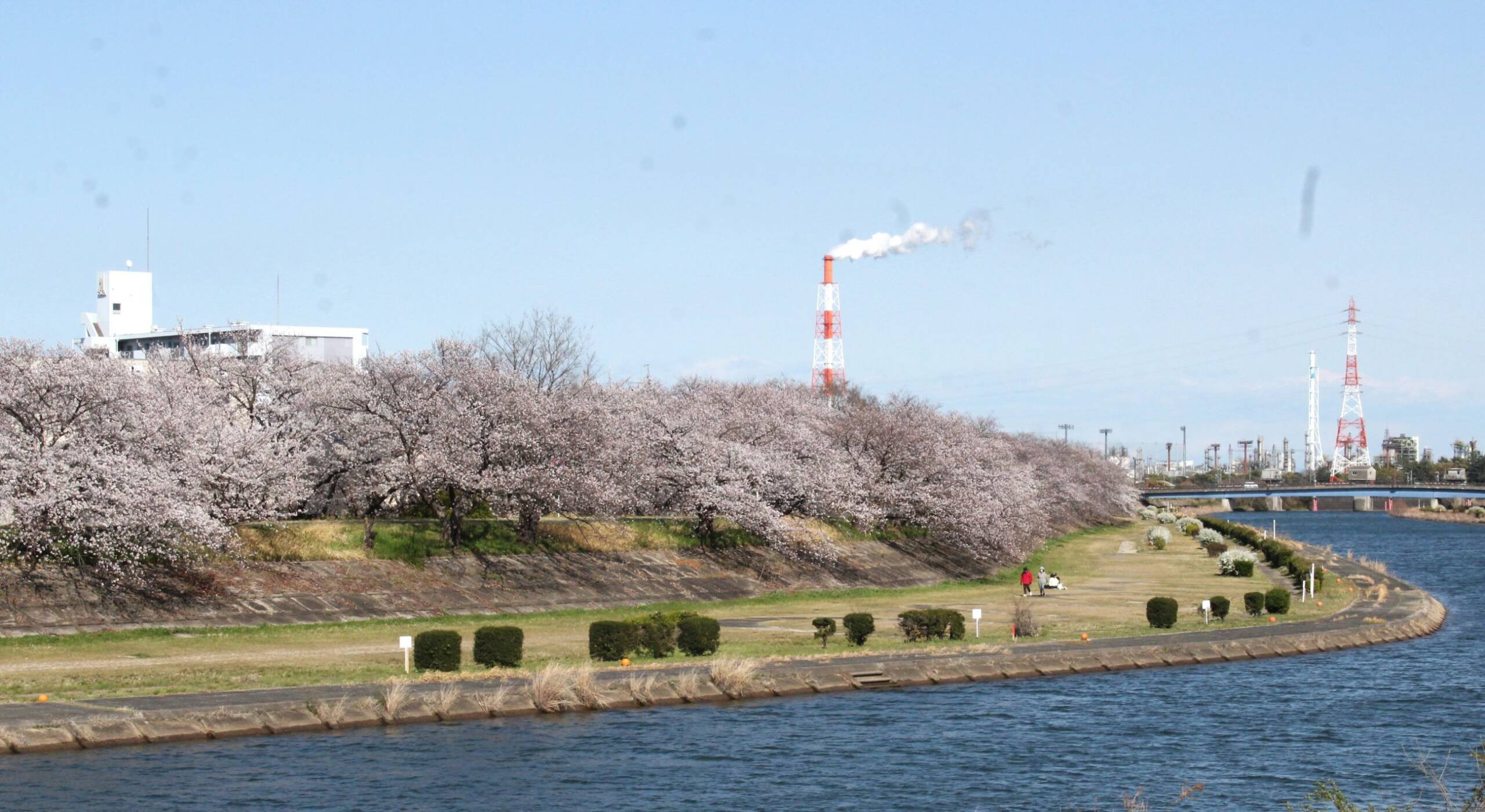 IMG_8575海蔵川の桜改訂