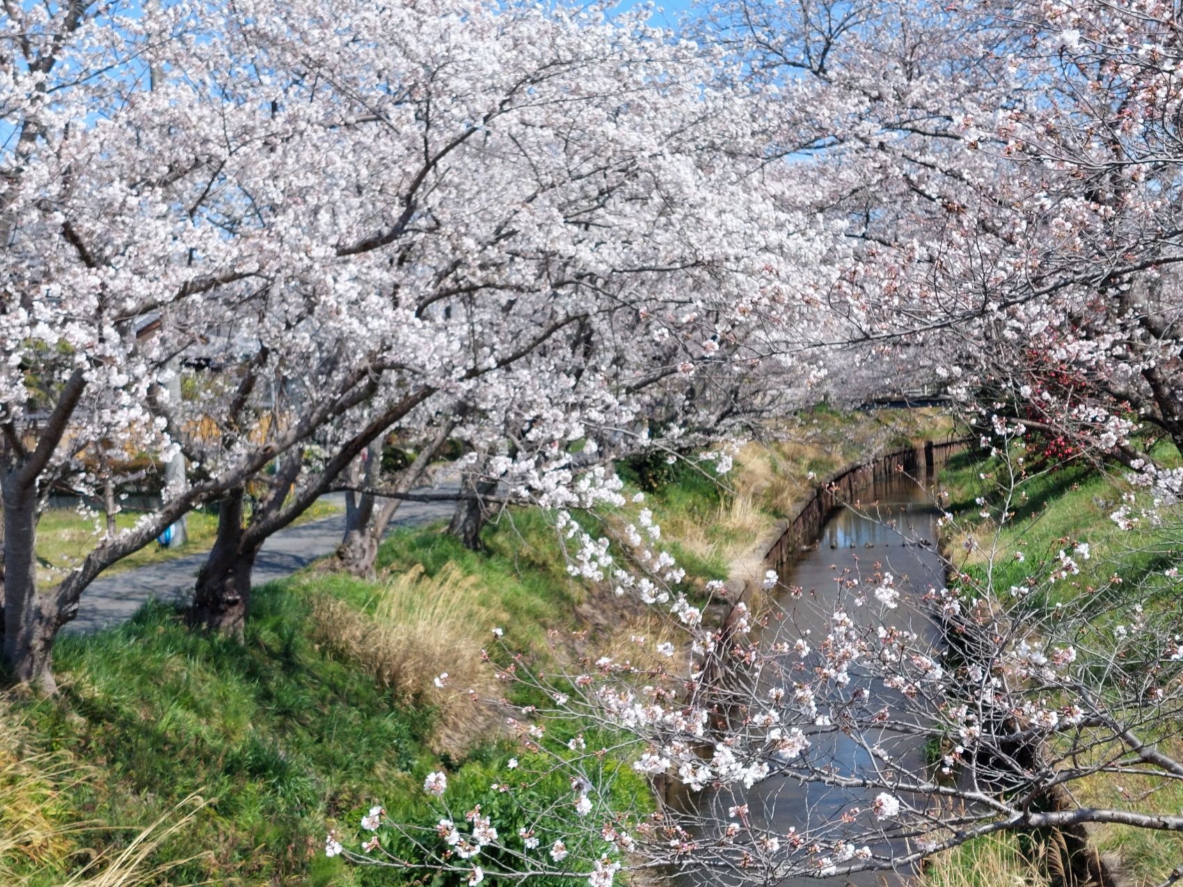 1000005972 (002)鹿化川桜改訂