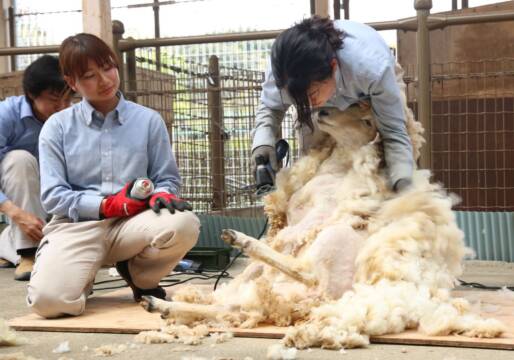 夏前に「スッキリ」と衣替え　ヒツジの毛刈りショー　四日市の南部丘陵公園小動物園　