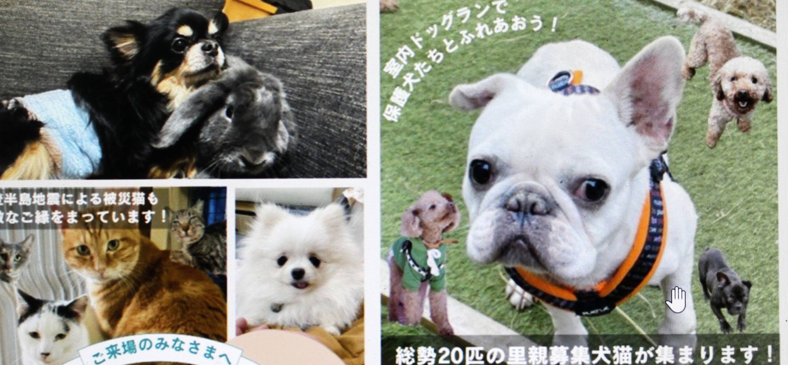 保護猫＆保護犬「ご縁探し会」を四日市で開催、4月20日、伊賀市拠点の動物保護団体わんらぶ