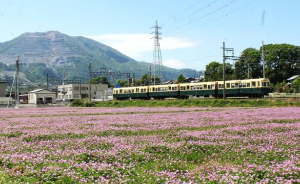 北勢線の電車をレンゲの花がお迎え、阿下喜駅の東