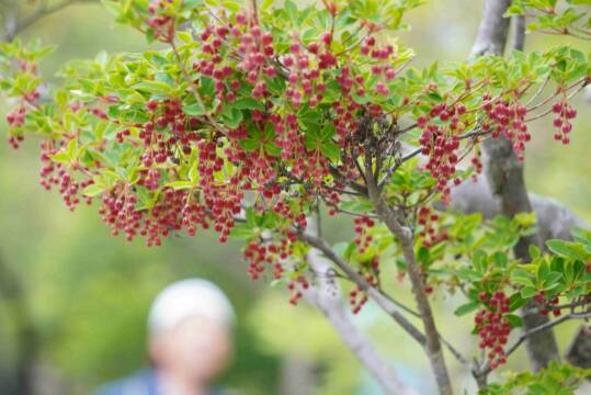 小さな花でも見ごたえ、御在所岳でサラサドウダンやベニドウダン