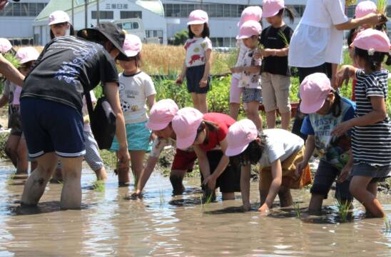 上手に田植え体験、たくさん実ってね、四日市の桜あおい幼稚園