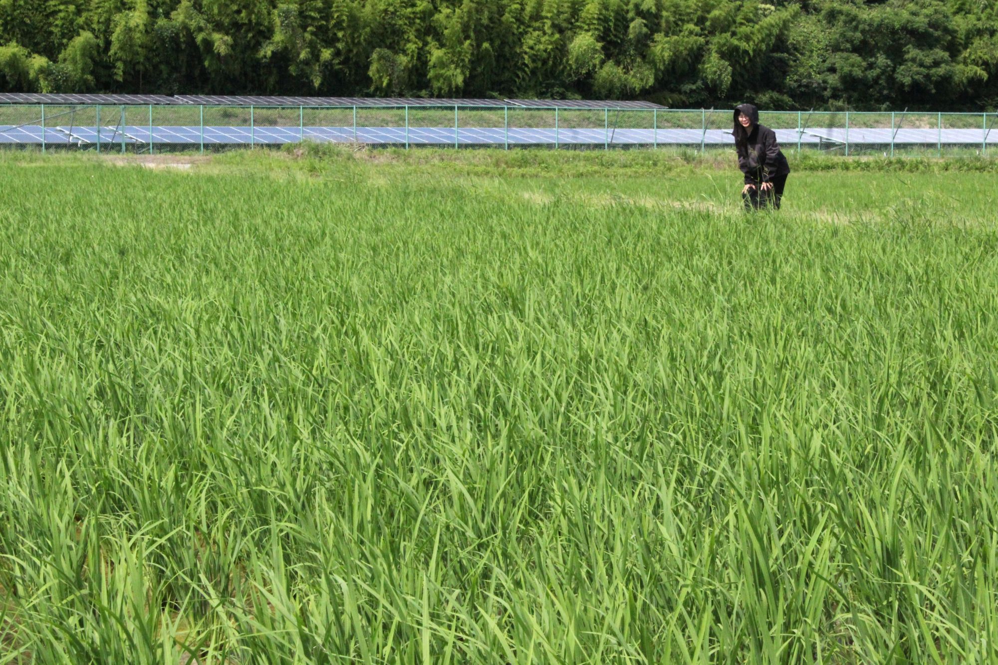 2IMG_0223ニジノキラメキ