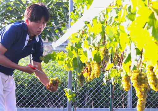 水沢ワイン初の本格生産、四日市の茶どころに新しい風