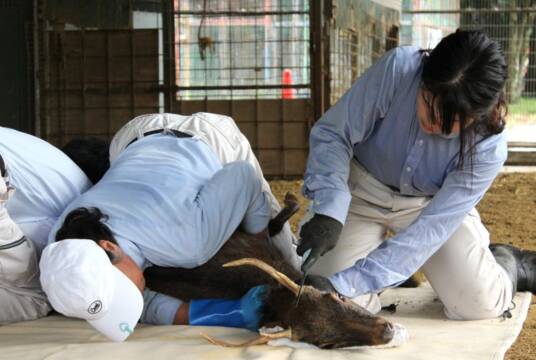 けが防止でヤクシカの角切り、四日市の南部丘陵公園の小動物園