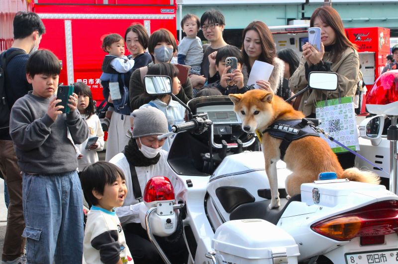 IMG_3544豆助は人気改訂2