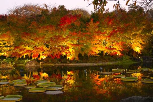 夜の紅葉が見ごろに、桑名市の「なばなの里」、海外からの観光客にも人気