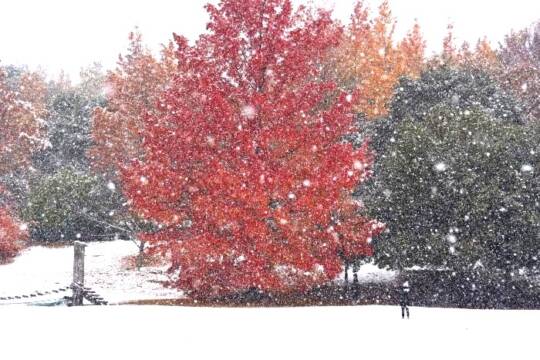 赤いフウの木に雪が舞っている
