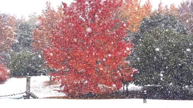 赤いフウの木に雪が舞っている