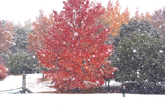 赤いフウの木に雪が舞っている