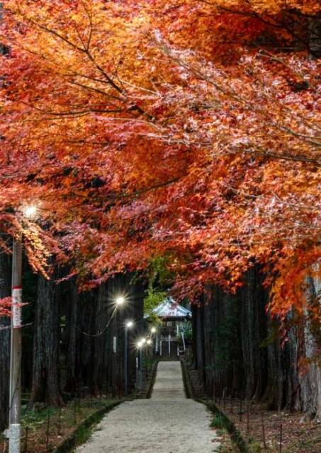 赤い紅葉の下に電灯の光が灯る尾高観音の参道
