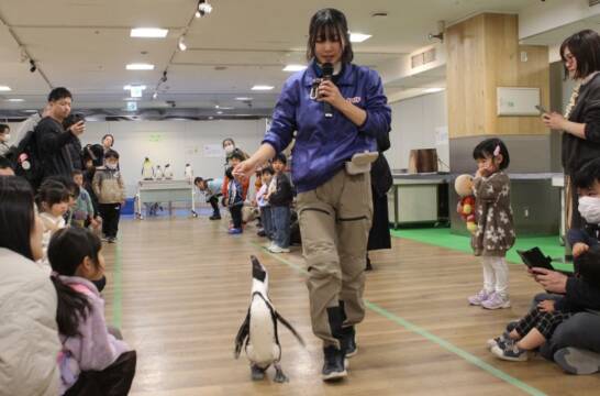 かわいい姿が人気、近鉄百貨店四日市で「ペンギンとフクロウのなかよしフェスタ」