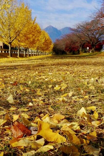 地面までイチョウの葉で覆われたイチョウ並木