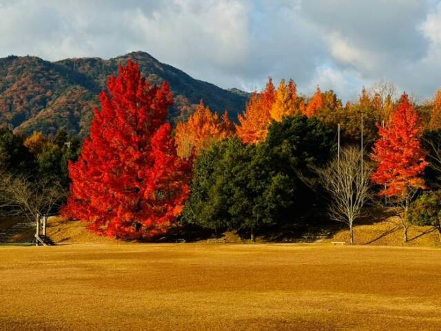真っ赤に色づいたフウの木のある広場