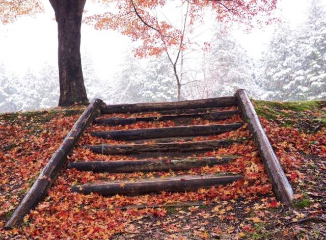 雪で真っ白になった木々と階段に落ちた赤い紅葉