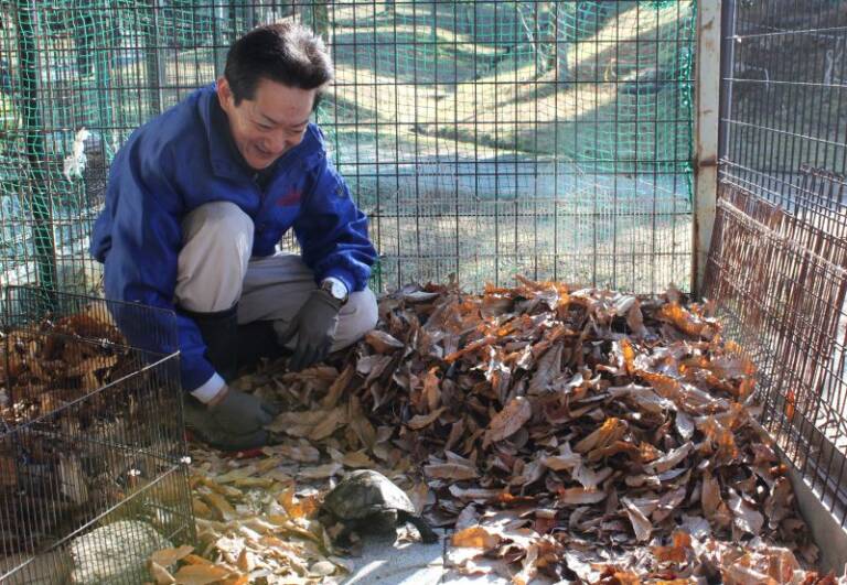 冬眠の準備でカメ13匹が引っ越し、四日市市の南部丘陵公園