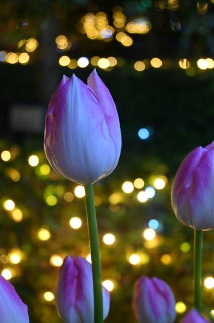 イルミネーションに照らされたピンクのチューリップ