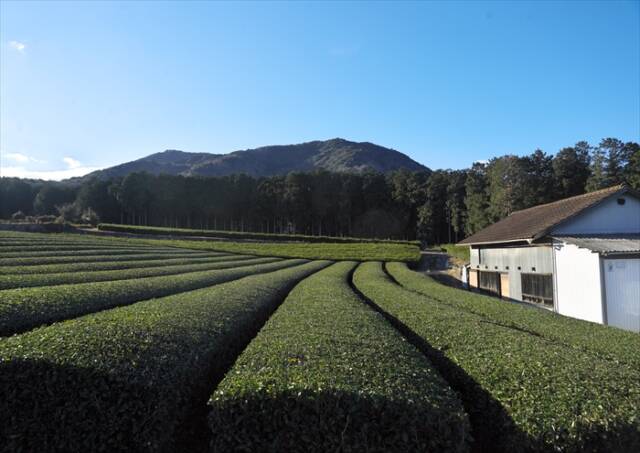 写真作品の素材となった、三重県菰野町で農家・松本一夫さんが手入れする茶畑の風景