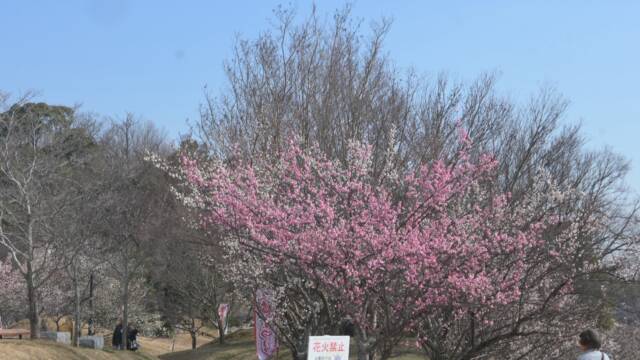 北ゾーンの満開近い梅の木