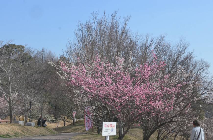 北ゾーンの満開近い梅の木