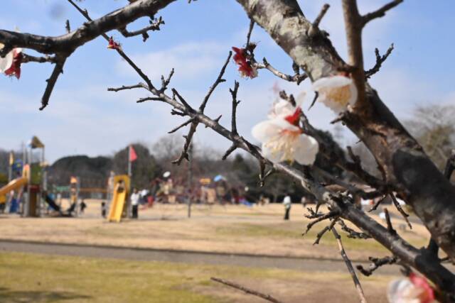 遊具のある場所の近くの梅