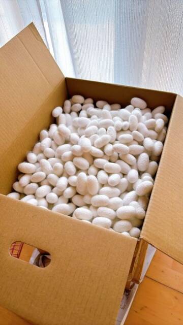 段ボール箱に入った田端さんの育てた蚕の繭