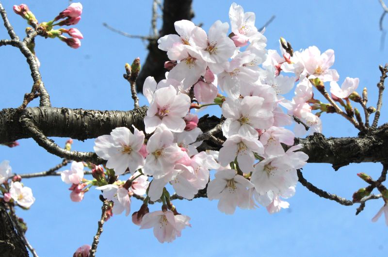 IMG_5904桜の花改訂