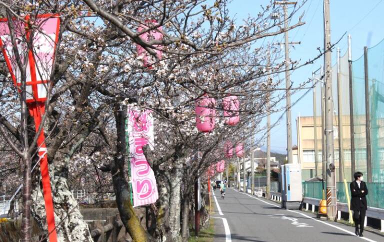 四日市で十四川桜まつり始まる、暖かい週末に開花進む、まち協バザーも初開催