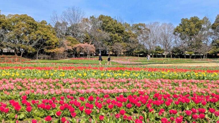 花ひろばのチューリップ見ごろに、三重県桑名市の「なばなの里」