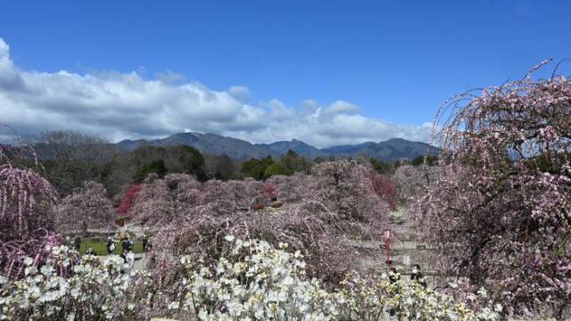 青空が広がる見晴台から見下ろした園内
