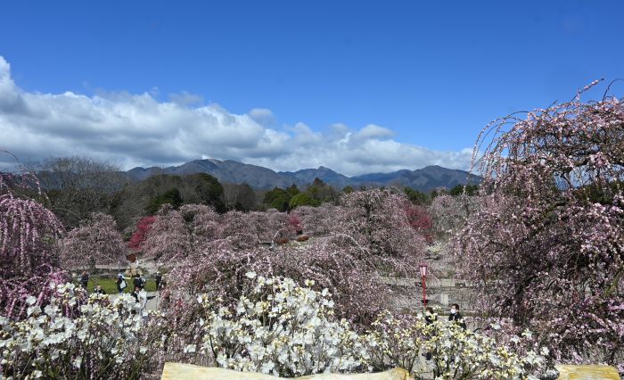 散りゆくしだれ梅が地面を彩る　鈴鹿の森庭園で「花のじゅうたん」