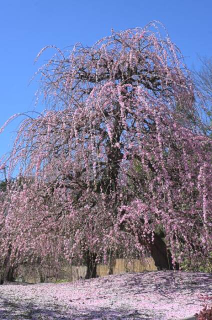 花びらの絨毯が広がったしだれ梅