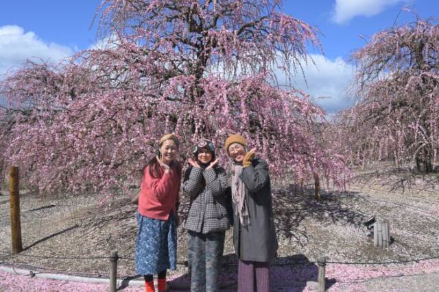 枝垂れ梅をバックに写真を撮る人