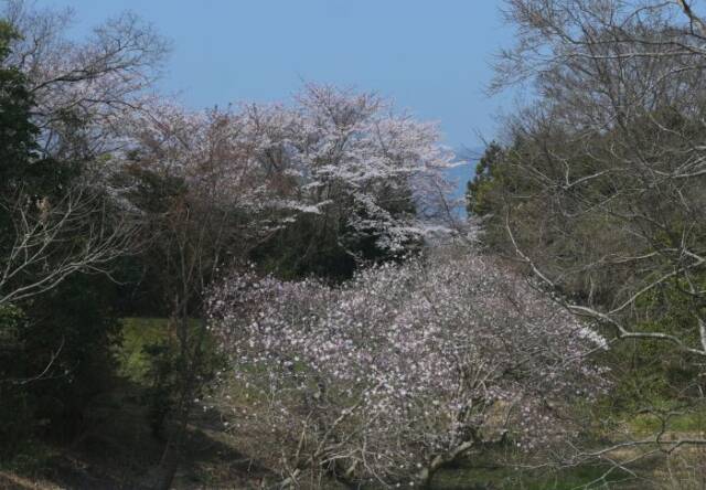 シデコブシの後ろにヤマザクラが咲く
