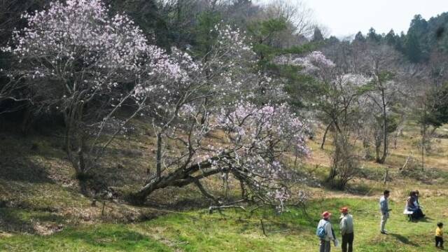湿地に枝を伸ばすシデコブシと見学する人