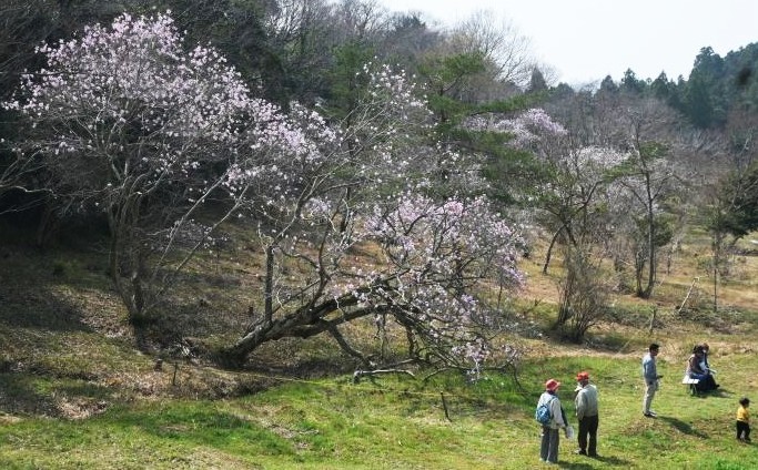 湿地に枝を伸ばすシデコブシと見学する人
