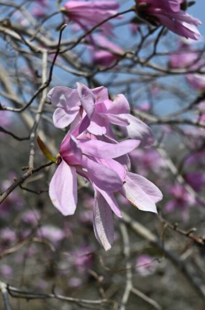 あざやなピンクのシデコブシのアップ