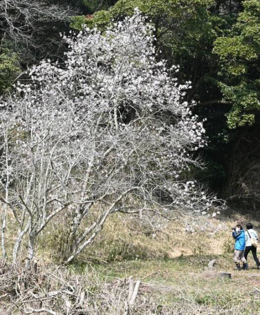 シデコブシの写真を撮る人