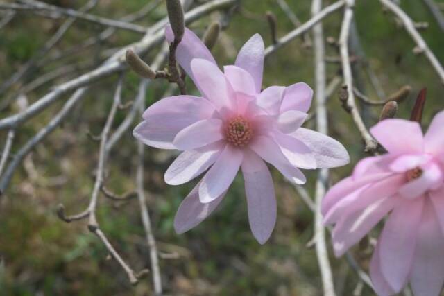 薄紅色のシデコブシの花
