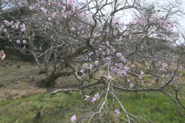 地面に接するほど低い位置に枝を広げるシデコブシの木