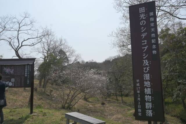 田光のシデコブシ及び湿地植物群落の看板とシデコブシとベンチ