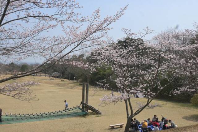 つどいの広場の丘から見下ろした桜とその下で花見をする人と遊具で遊ぶ子ども