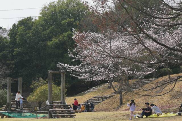 桜の下で花見をする人と遊具で遊ぶ親子