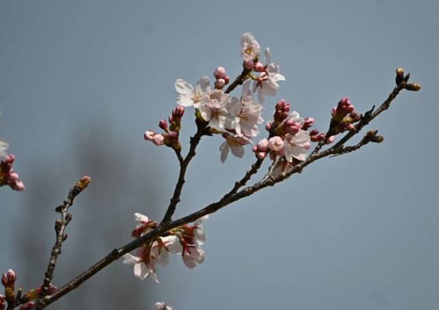まだ蕾が残るつどいの広場の桜